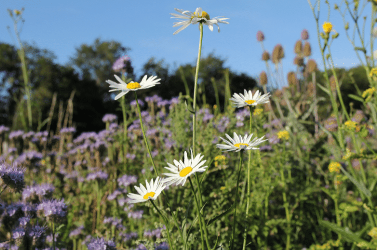 FAS_white_daisy_and_phacelia_field_margin A mix of white daisy type flowers, purple phacelia flowers, yellow oil seed rape flowers, all growing on a field margin.