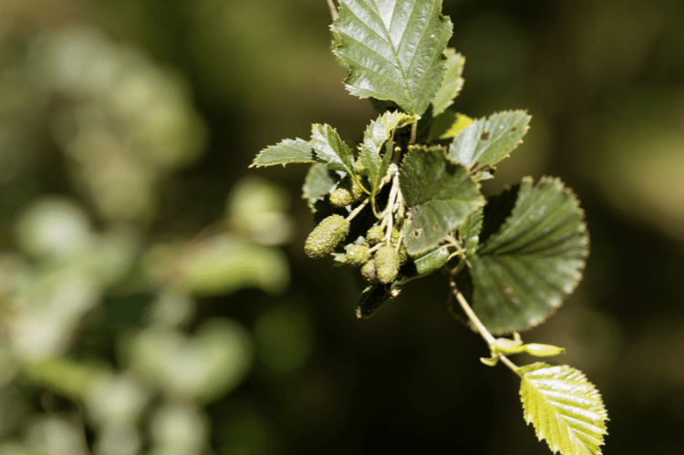 Green Alder leaves and fruits in close focus.