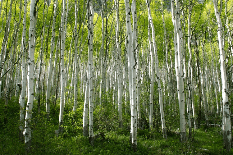 A copse of Hybrid Aspen trees, all tall and thin trunks with spring green leaves in the canopy.