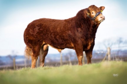 Limousin bull