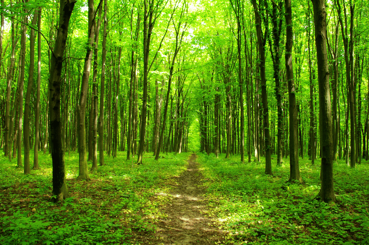 A young forest of deciduous trees with light green leaves filling the canopy and casting a green hue over the forest floor. There is a regularly walked dirt path etched through the middle of the forest in a straight line.