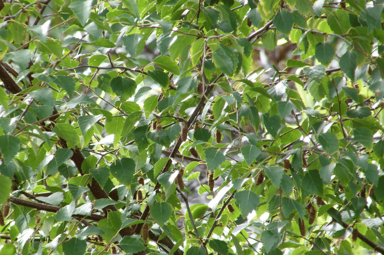 A full frame of silver birch leaves, green and slightly jagged edges.