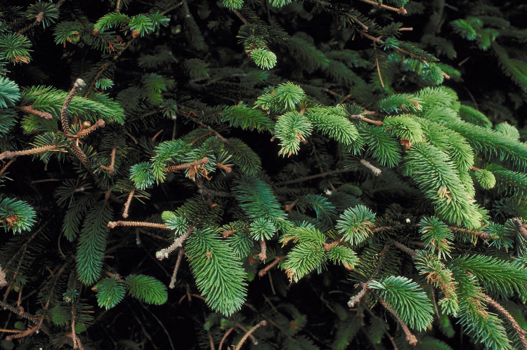 Sitka spruce pine needles on an older tree, some of the twigs have lost the needles and others are bushy and full.
