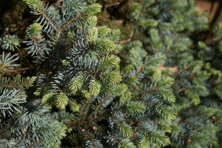 Pine needles on a hybrid sitka spruce tree.