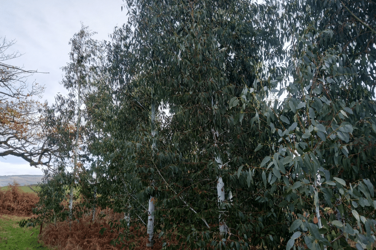 Tingiringi Gum trees planted in a row with brown bracken below them.