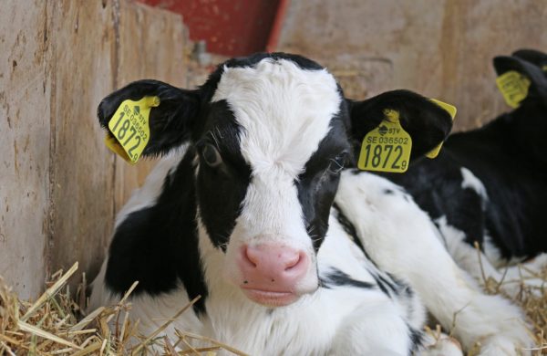 Close up of Fresian calf lying down