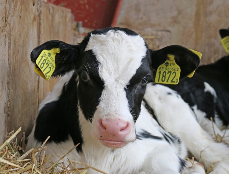 Close up of Fresian calf lying down