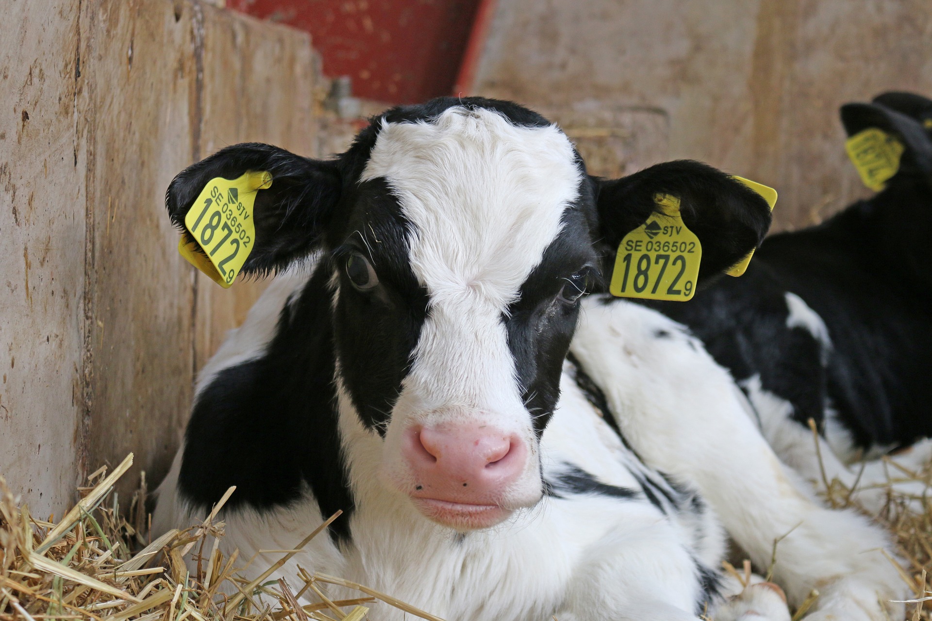 Close up of Fresian calf lying down