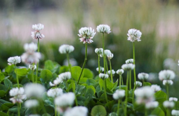 Close up picture of white clover