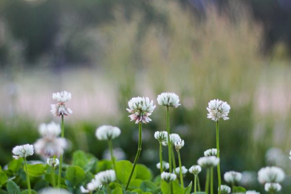 Close up picture of white clover