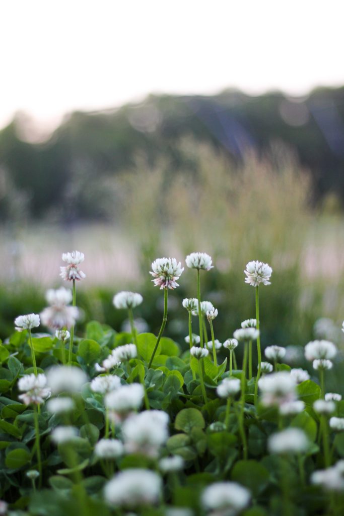 Close up picture of white clover