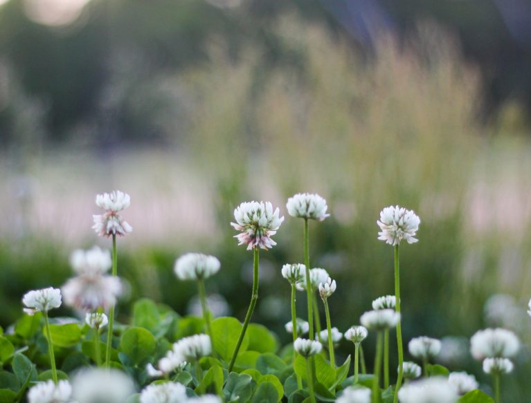 Close up picture of white clover