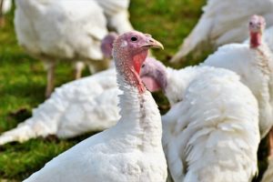turkeys turkeys