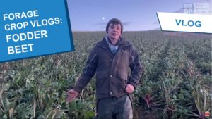 2021 FOrage Crop vlogs thumbnail - Fodder Beet