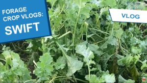 2021 FOrage Crop vlogs thumbnail - Swift