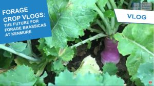 2021 FOrage Crop vlogs thumbnail - The future for forage brassicas at Kenmure