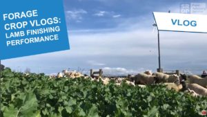 2021 Forage Crop vlogs thumbnail - Lamb Finishing Performance