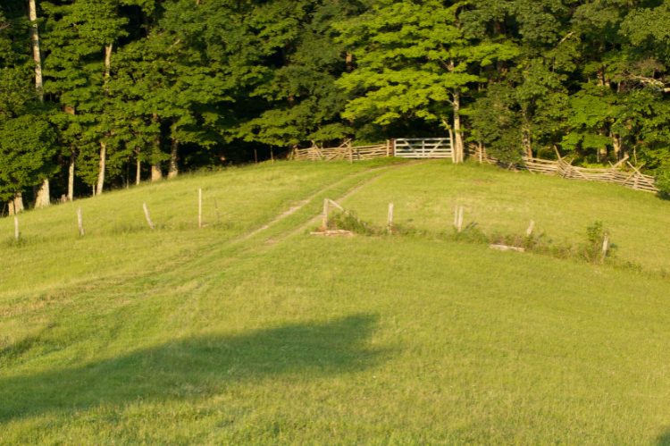 A green field with a track running through it towards an area of woodland, protected by a wooden farm gate.