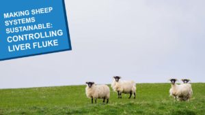 Making Sheep Systems Sustainable Liver Fluke COVER WEB