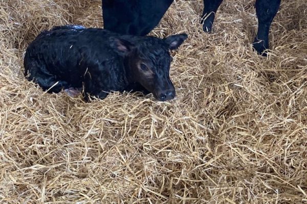 Newborn calf being licked by it's mother