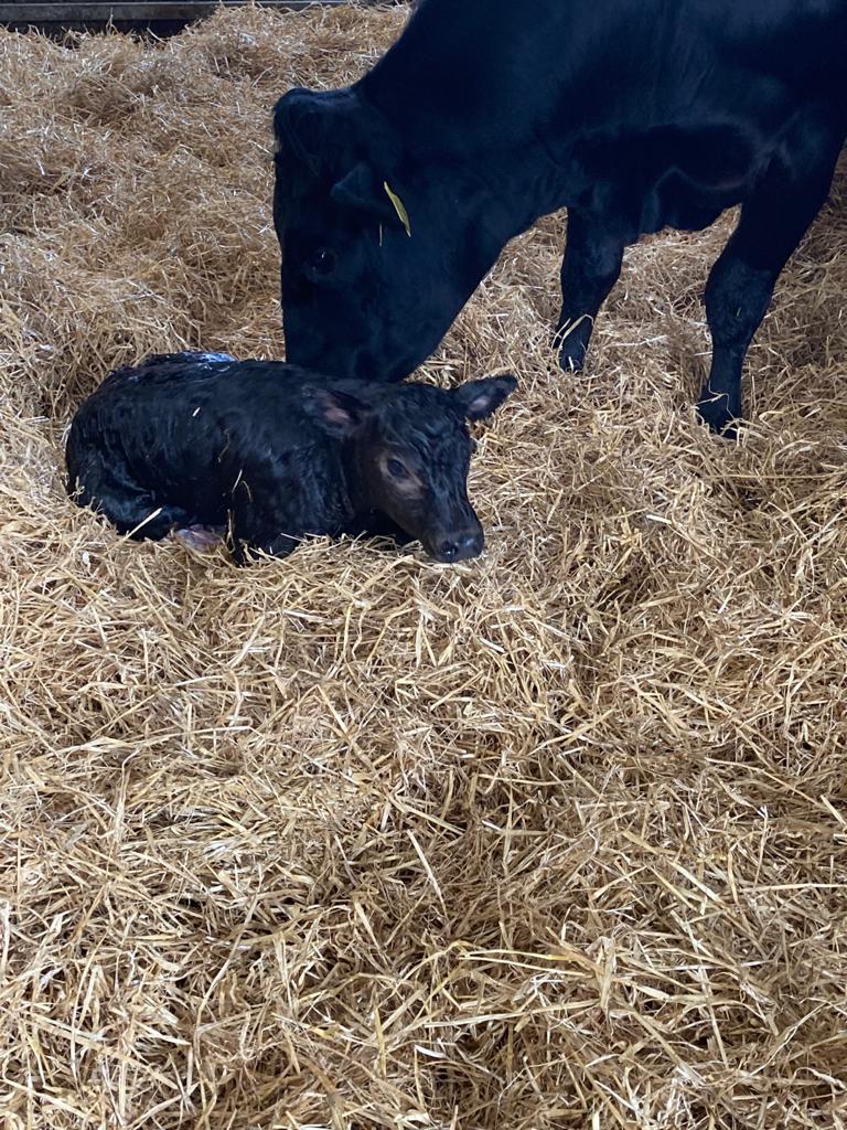 Newborn calf being licked by it's mother