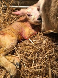 Newborn lamb being licked by it's mother