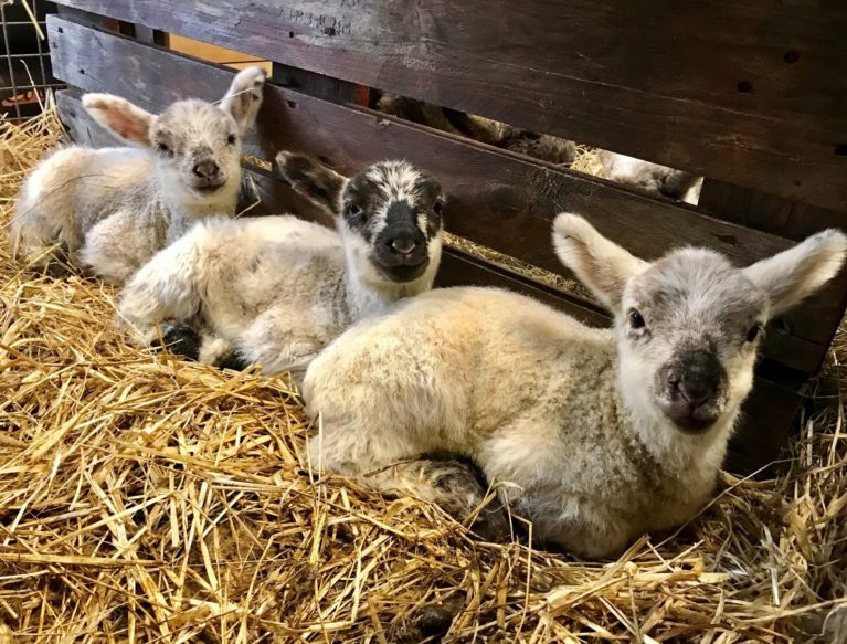 Newborn lambs in straw