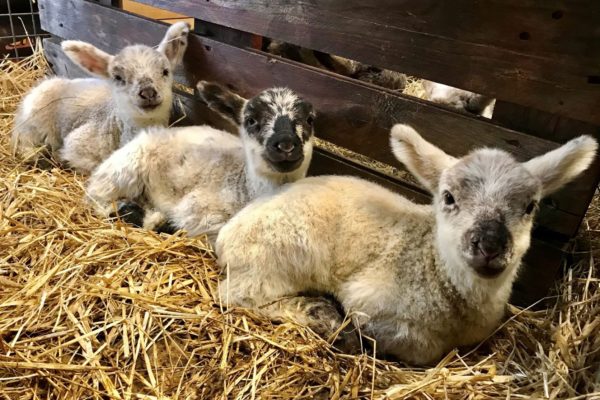 Newborn lambs in straw