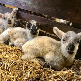 Newborn lambs lying in straw