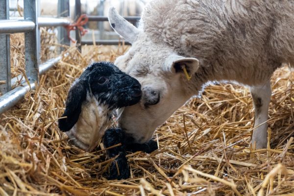 Springtime lambing season on an organic farm in Scotland. A ewe has just given birth to a black and white lamb, which is lying down on a fresh bed of straw. The attentive mother is cleaning the amniotic fluid from its lambs body as the lamb starts to lift its head and start its new life. The care of its mother is bonding and will encourage it to get up on its feet to feed from her for the first time.