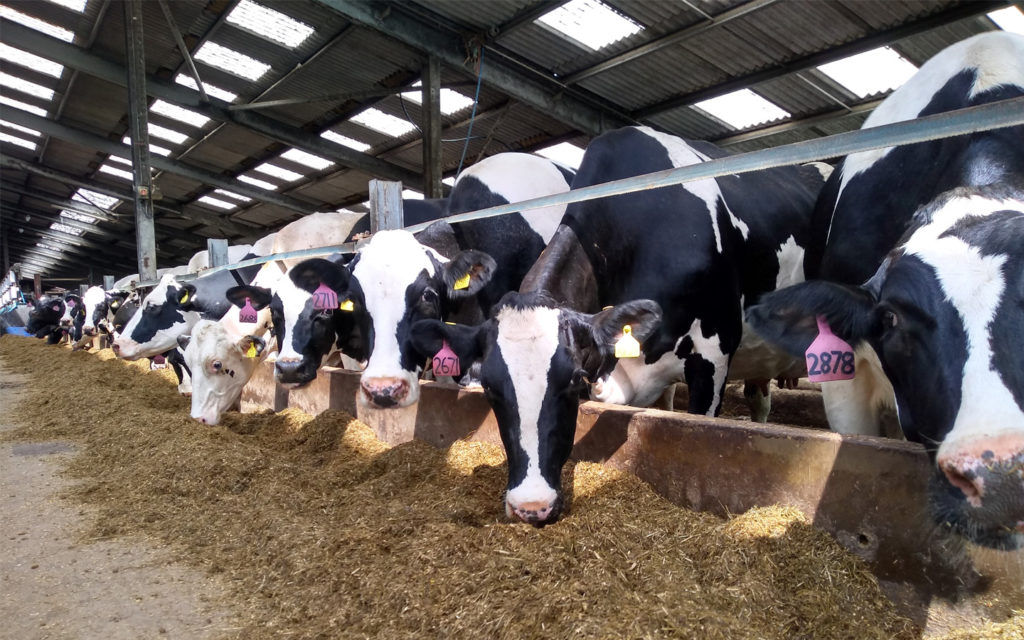 Fresian Cows eating silage