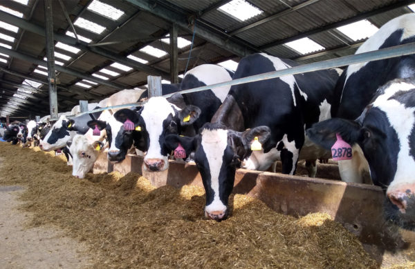 Fresian Cows eating silage