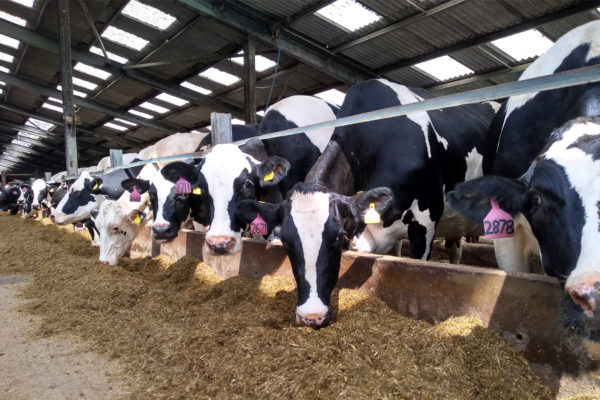 Fresian Cows eating silage