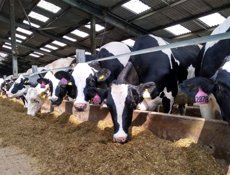 Fresian Cows eating silage