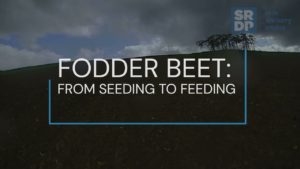 Fodder Beet Cover