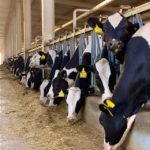 Fresian Cows eating silage