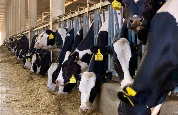 Fresian Cows eating silage