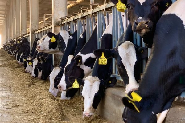 Fresian Cows eating silage