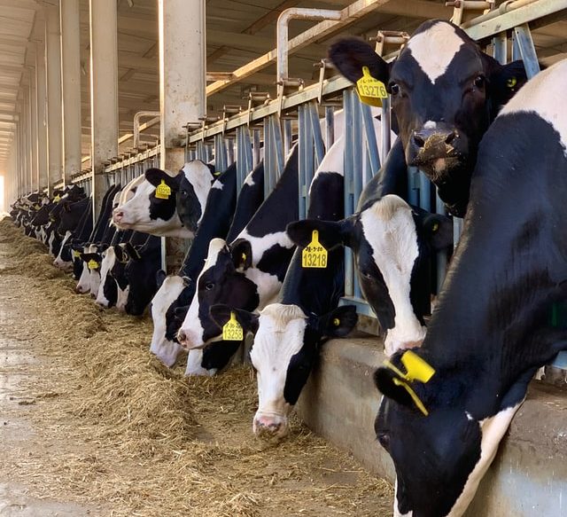 Fresian Cows eating silage