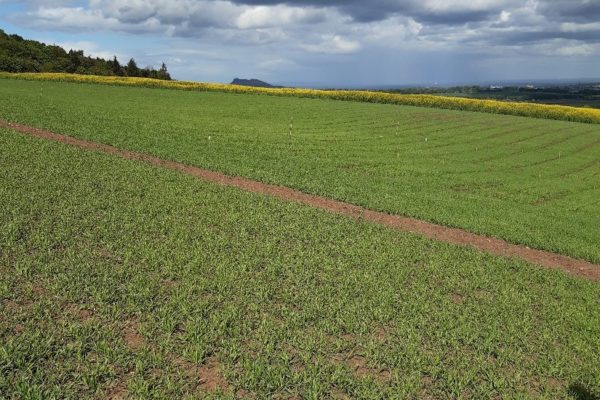 Spring barley emerging well at the SRUC trial site at Boghall Midlothian