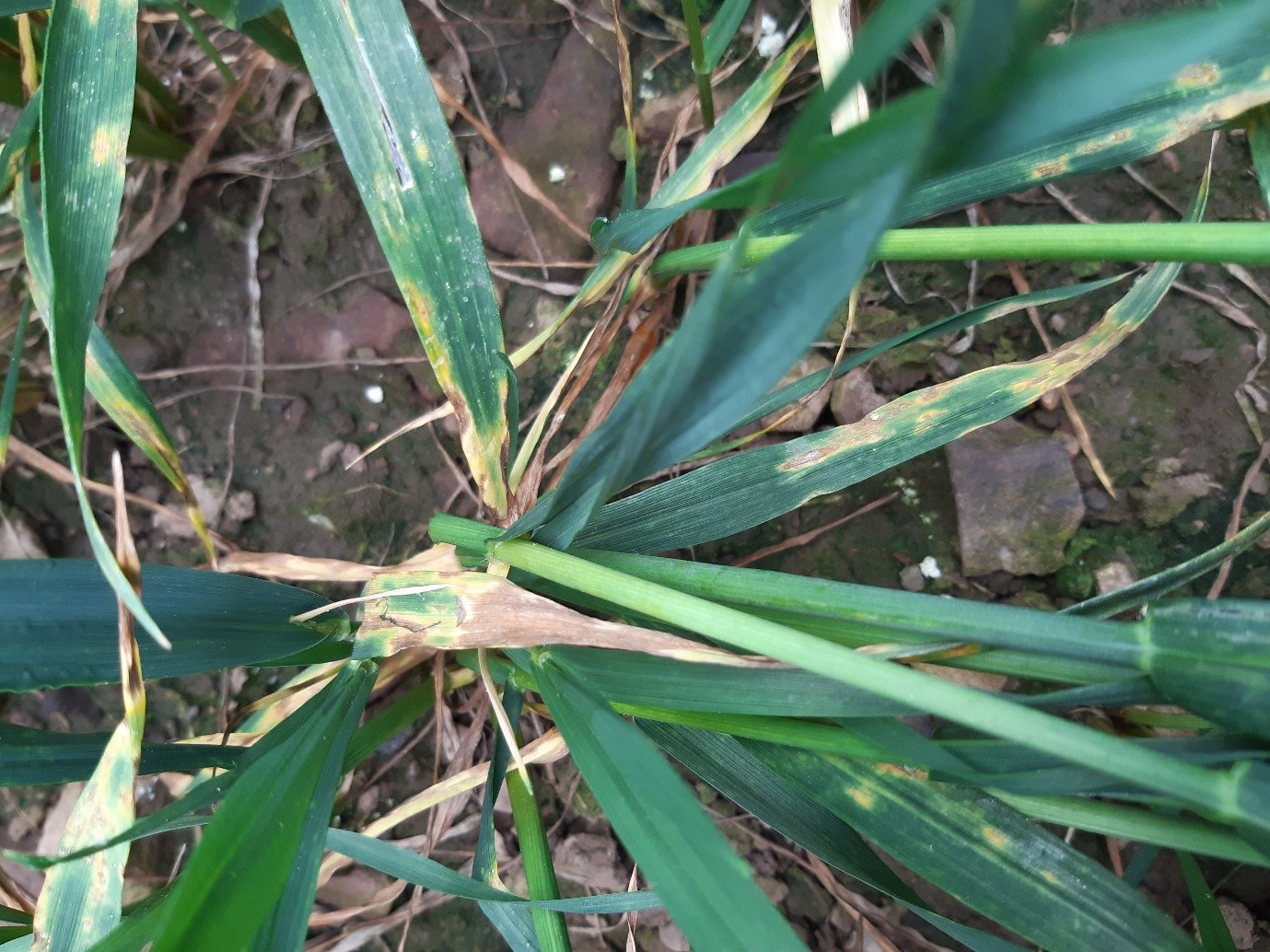 Septoria is confined to the lower leaves even in untreated trial plots in more resistant varieties like RGT Saki