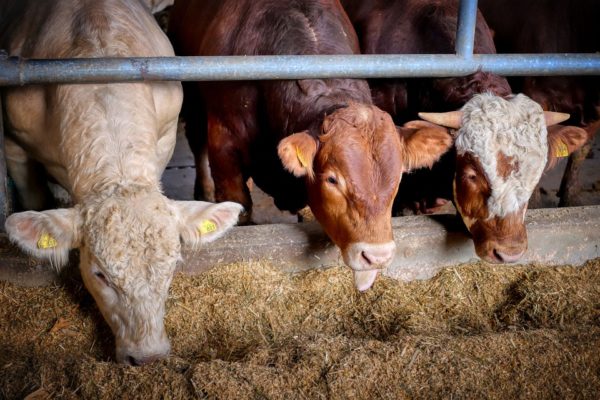 cows eating silage