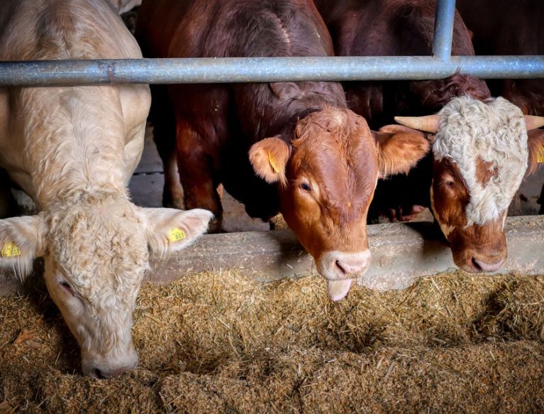 cows eating silage