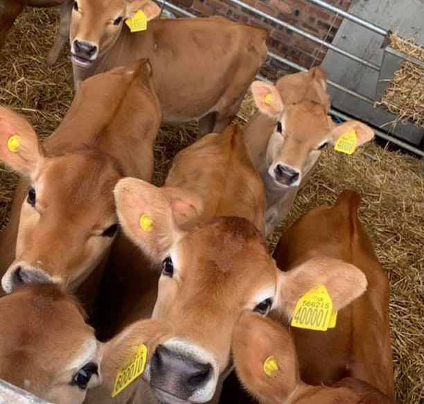 Pen of jersey calves