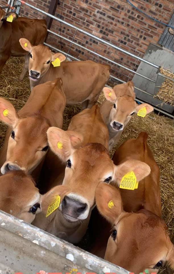 Pen of jersey calves