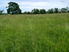 Sheep and field