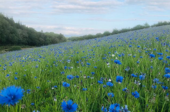 Cornflowers in a wildflower meadow