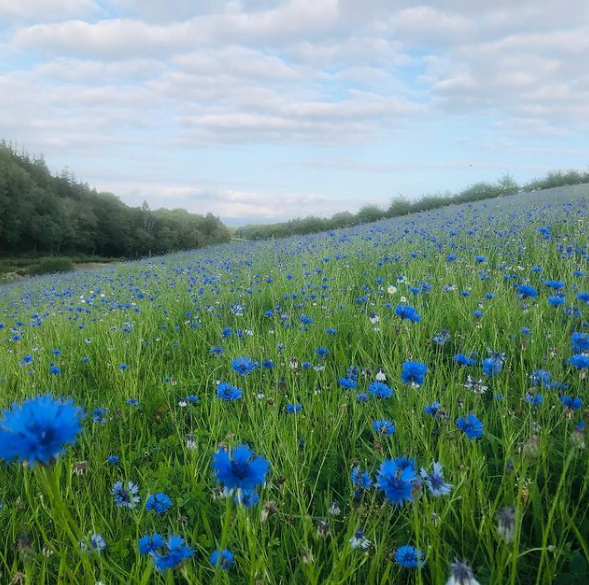 Cornflowers in a wildflower meadow