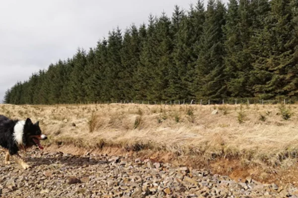 Sheepdog with trees behind