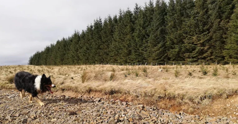 Sheepdog with trees behind